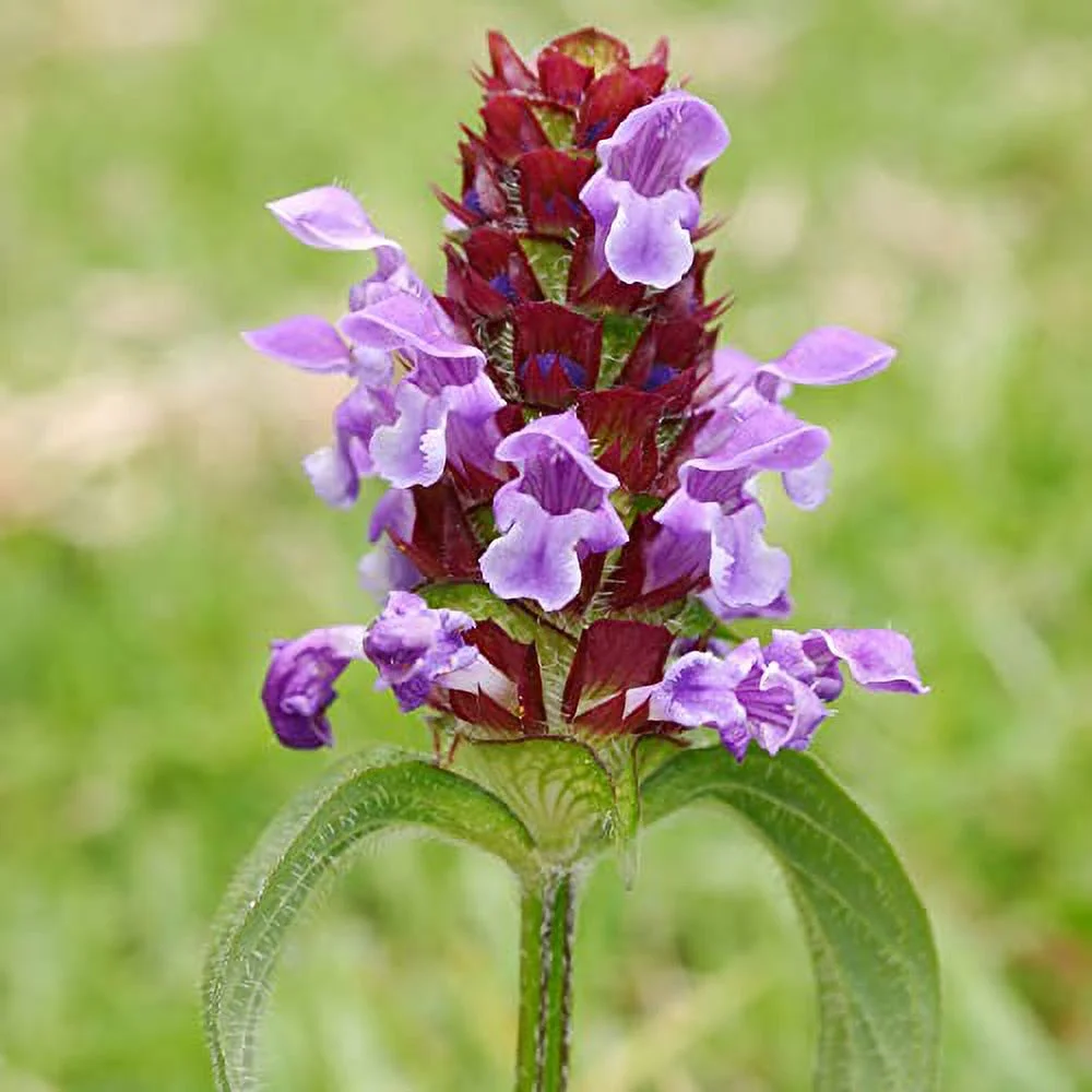 Prunella Vulgaris Seeds Selfheal Creeping Perennial Deer Resistant Attracts Bees & Butterflies Banks Slopes Borders Ground Covers Outdoor 1 OZ (Approx 35000 Seeds) Flower Seeds by YEGAOL Garden