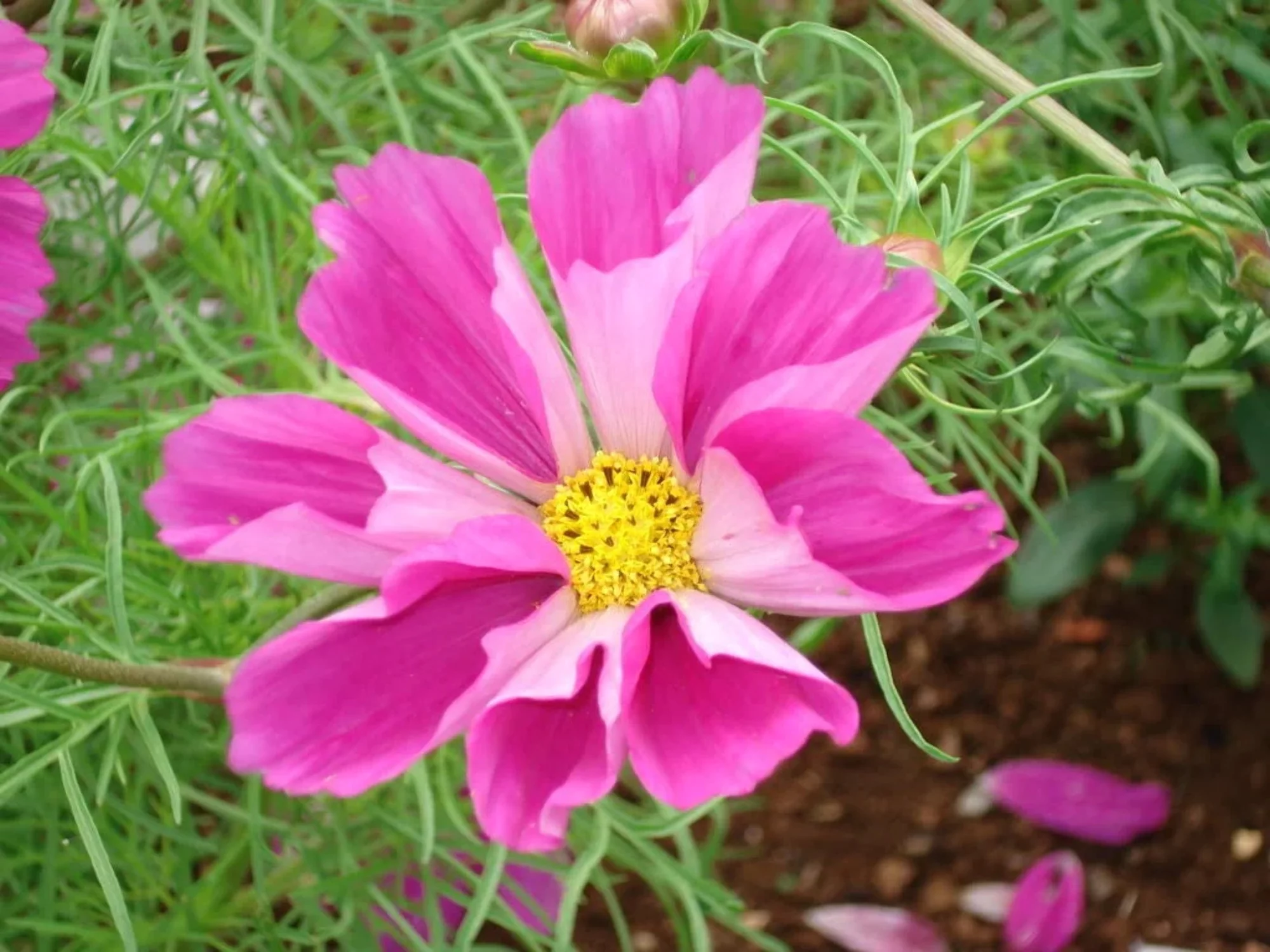 200 COSMOS SEASHELLS Cosmos Bipinnatus Sea Shells Flower Seeds