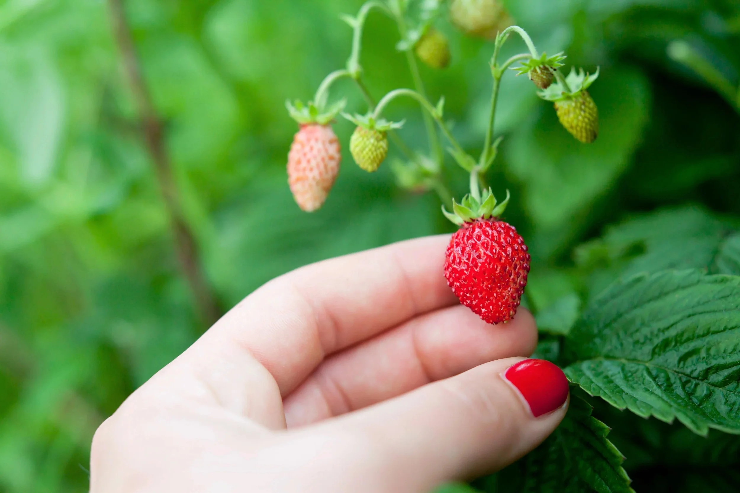 60 Seeds RUEGEN STRAWBERRY Everbearing Alpine Fragaria Vesca Red Berry Fruit White Flower Seeds