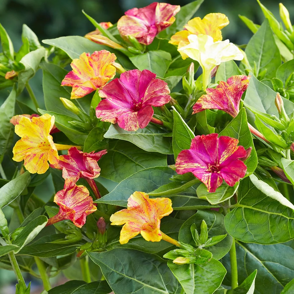 Four O'Clock Mirabilis Jalapa Marbles Flower Seed Vine Mix - 200 Seeds