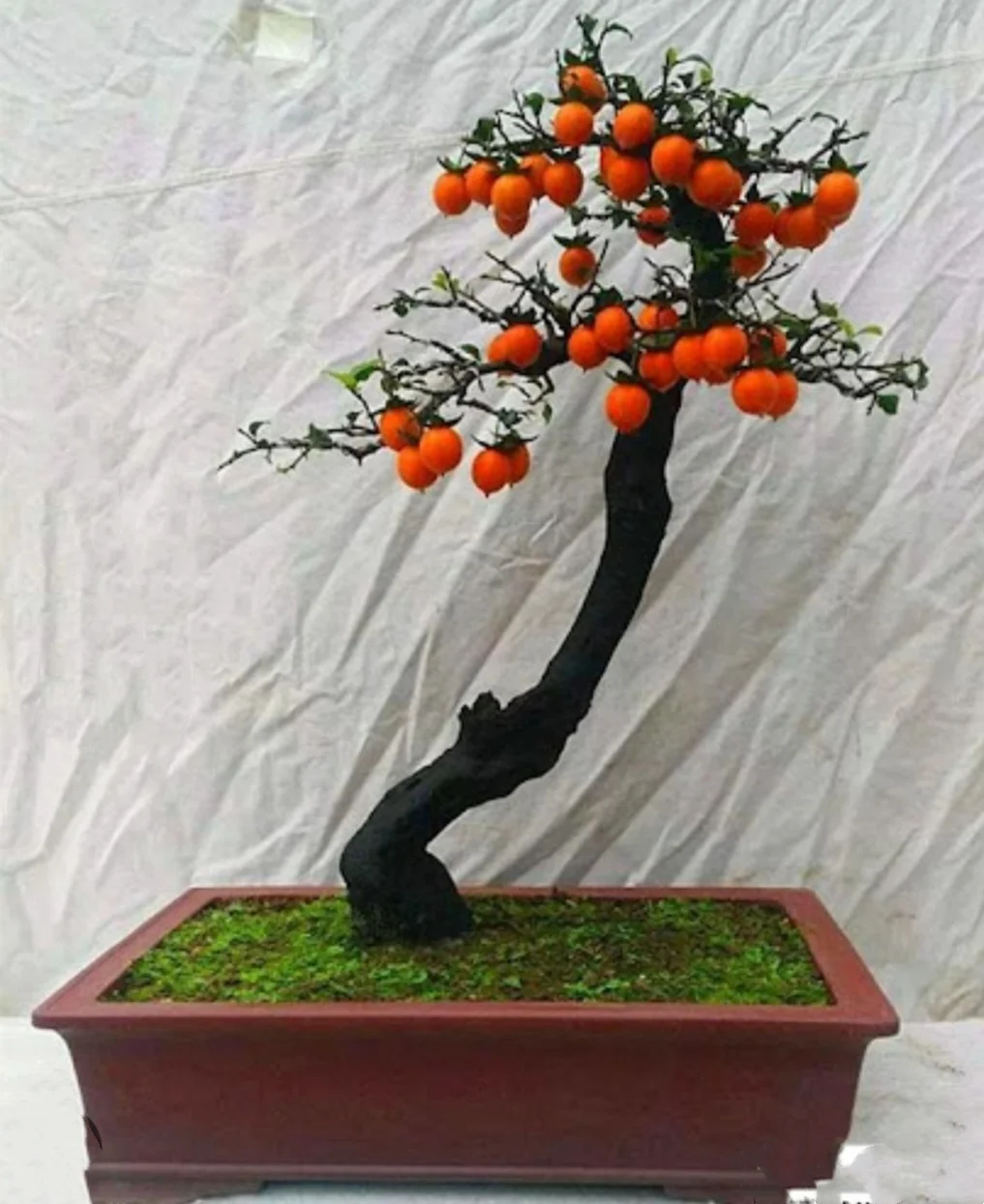 50 Seeds Diospyros cathayensis - Cathay Persimmon , Bonsai