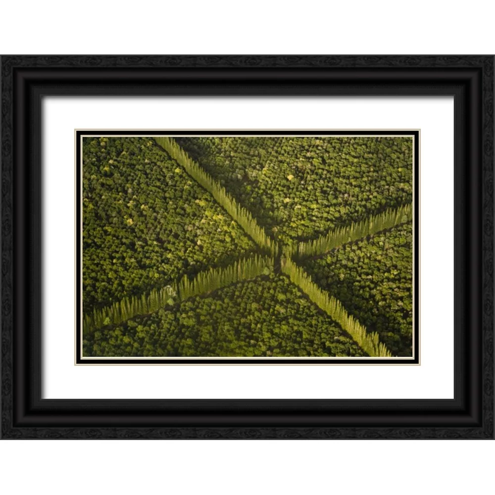 Kaveney, Wendy 32x23 Black Ornate Wood Framed with Double Matting Museum Art Print Titled - HI, Hilo Aerial view of Macadamia Nut Farm trees