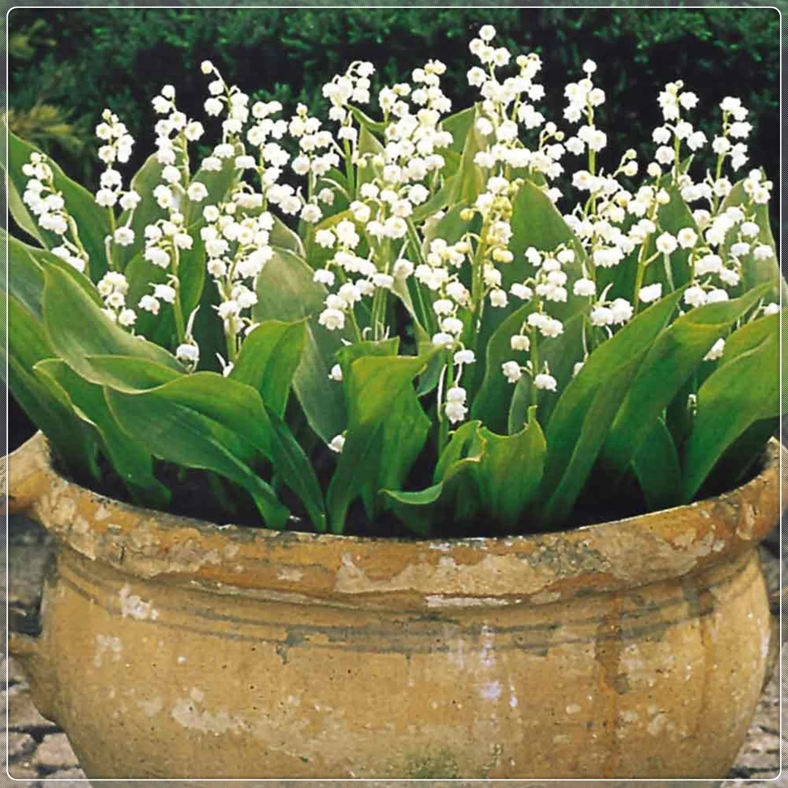Lily Of The Valley Bulbs, Aromatic Plants ，Lily Of The Valley Plants Live,Perennial Bulbs,Potted PlantsLily Of The Valley Bulbs For Sale