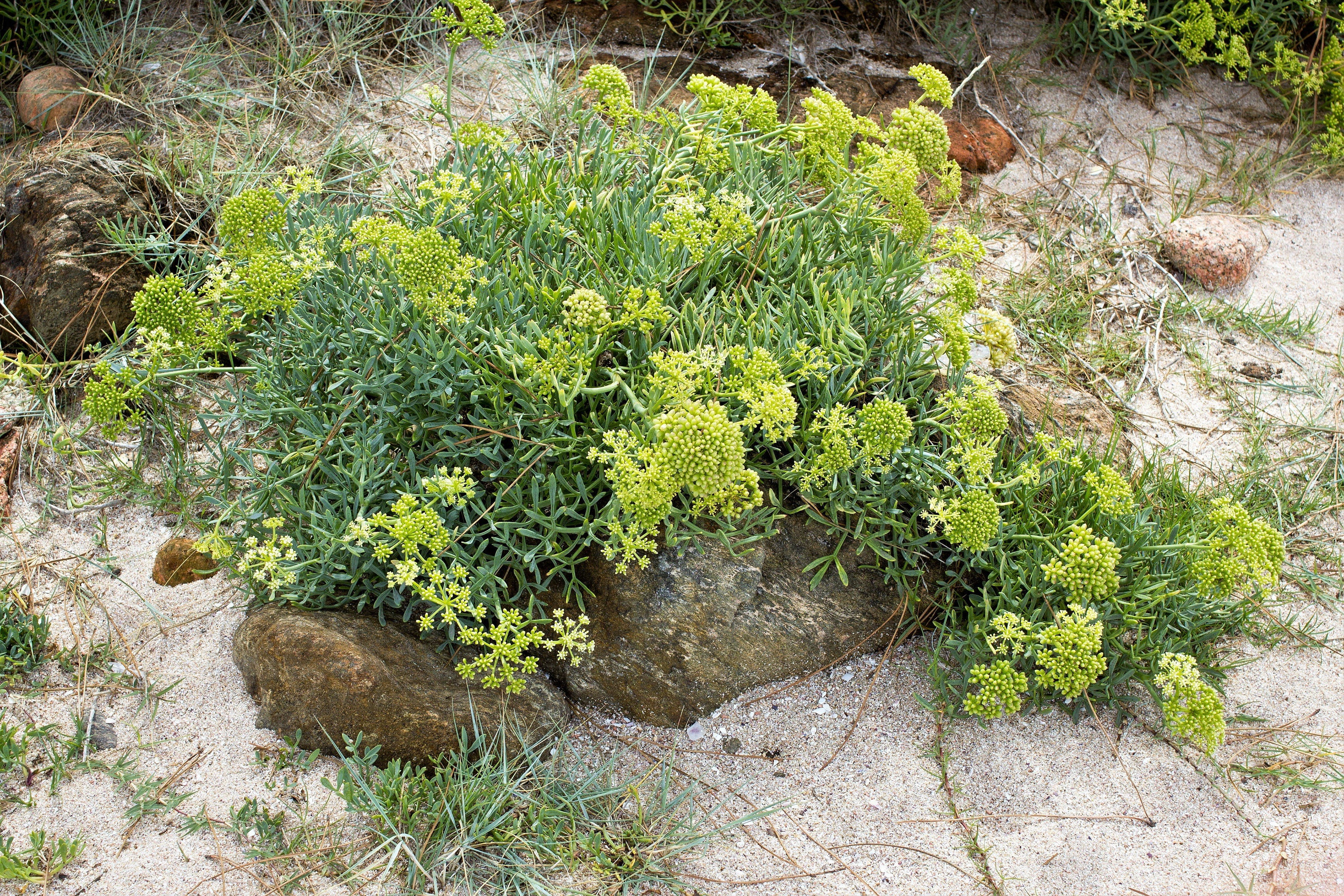 40 SEA FENNEL Rock Samphire Crithmum Maritimum Fragrant Herb Edible Vegetable Yellow Flower Seeds