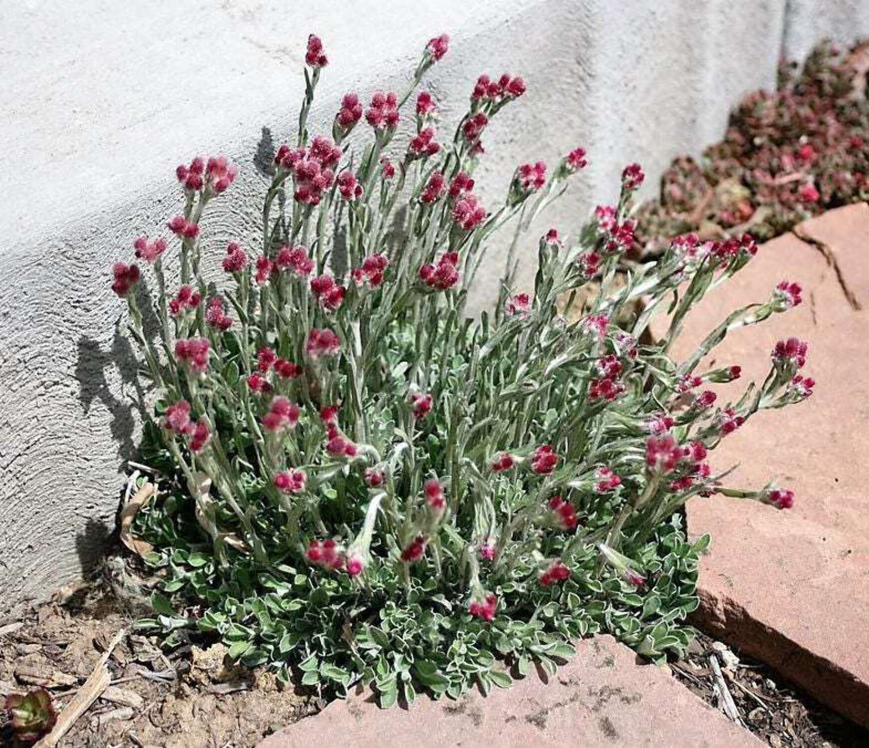 20 RED PUSSYTOES Pink RedTinted Antennaria Dioica Rubra Everlasting Flower Seeds