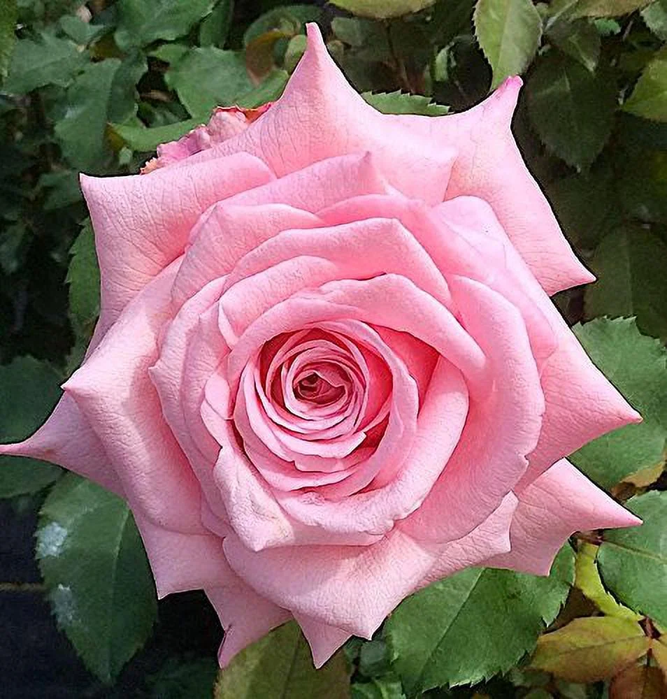 Nelson Rose 18-14-10 2lb