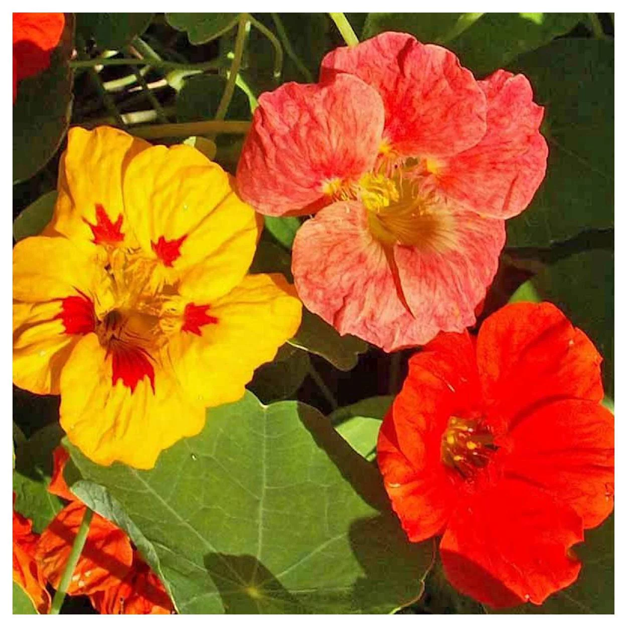 Everwilde Farms - 25 Mixed Nasturtium Garden Flower Seeds - Gold Vault Jumbo Bulk Seed Packet