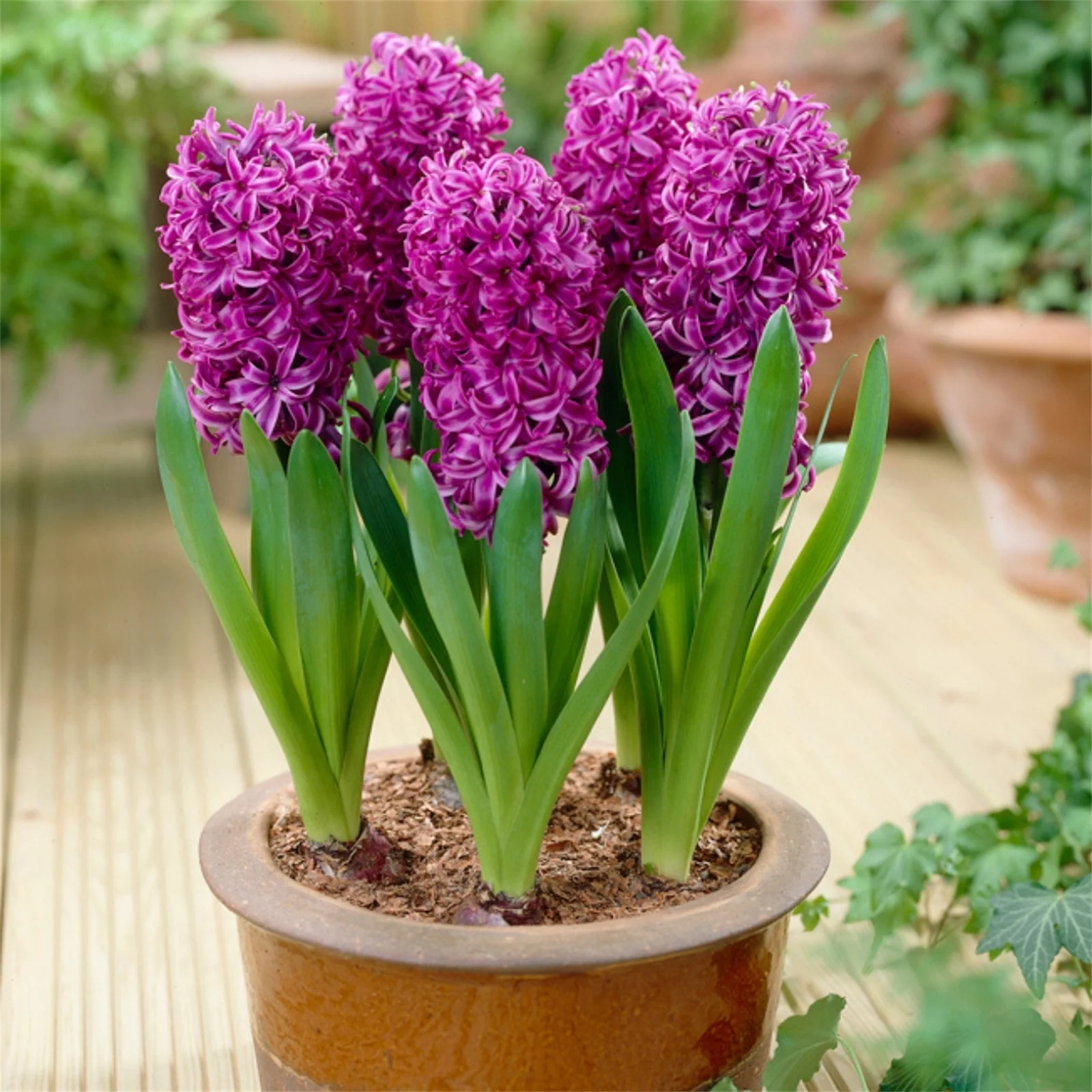 Hyacinth Bulbs, Seasonal Flowers, Fragrant Flowers, Perennials,Hyacinth,Cut Flowers Hyacinth Bulbs For Sale