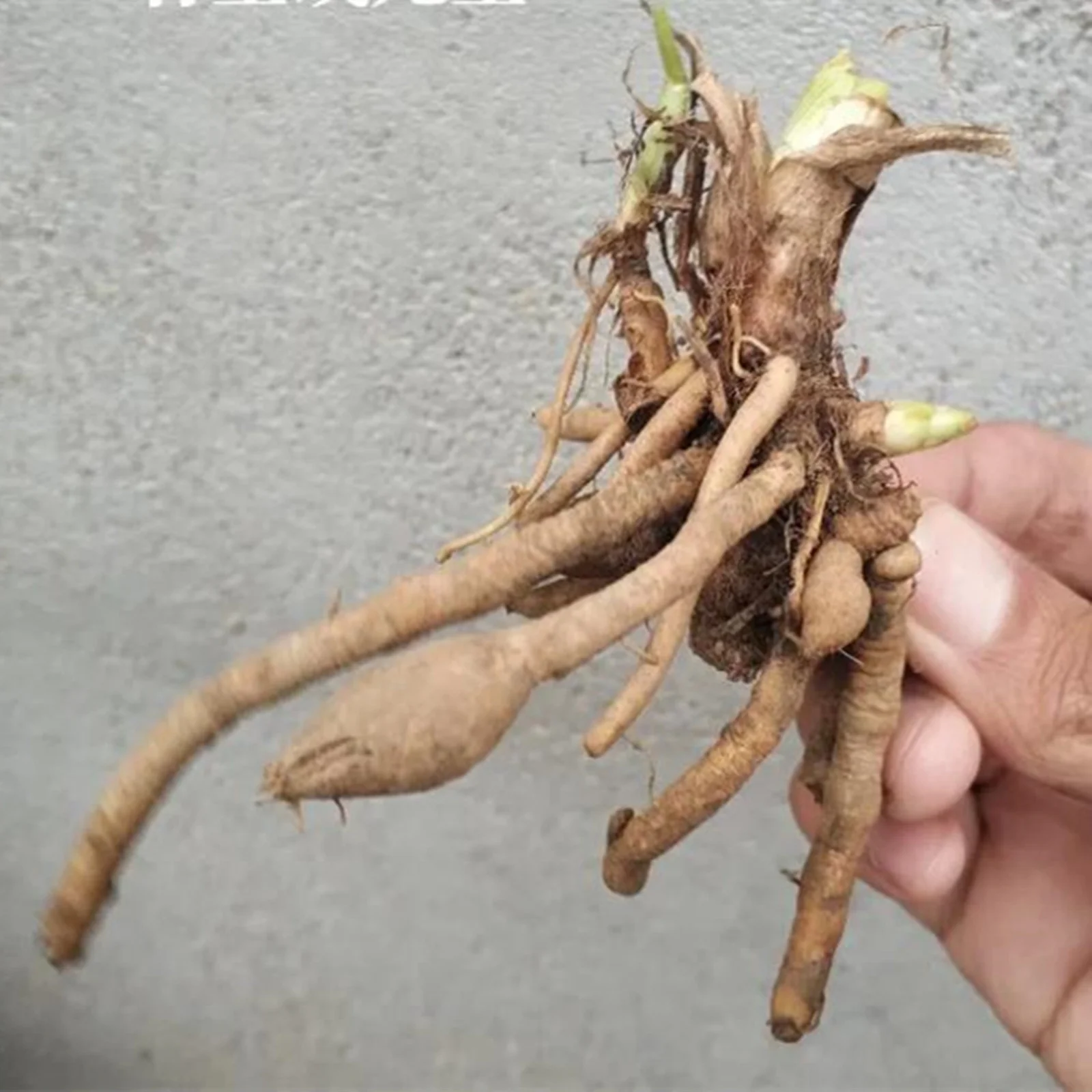 Daylily Bulbs,  Daylilies ,Flower Pots,Daylily,Daylily Bulbs Reblooming, Wild Daylilies, Daylily Plant,Daylily Bulbs For Sale