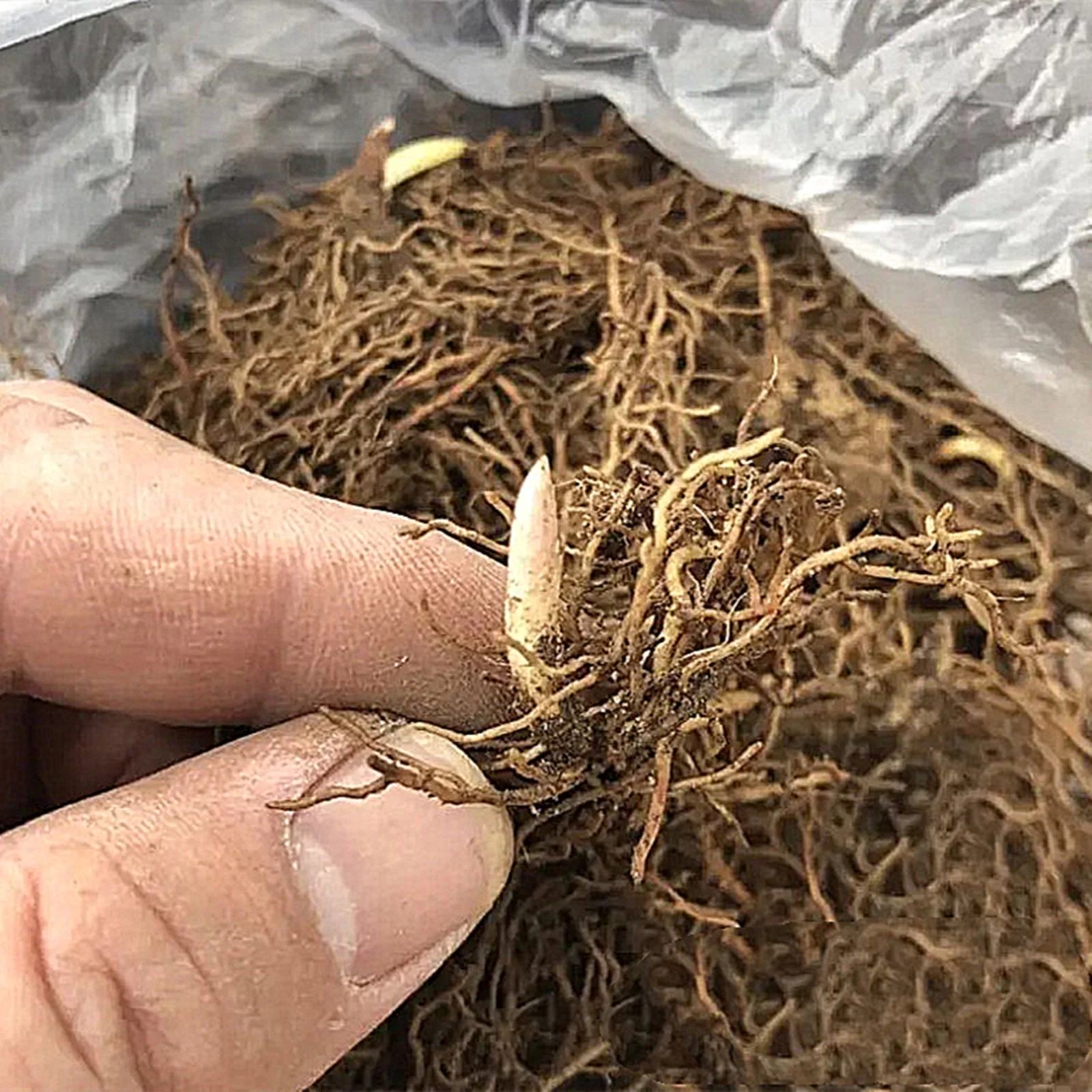 Lily Of The Valley Bulbs, Aromatic Plants ，Perennial Bulbs,Lily Of The Valley Plants Live,Potted PlantsLily Of The Valley Bulbs For Sale