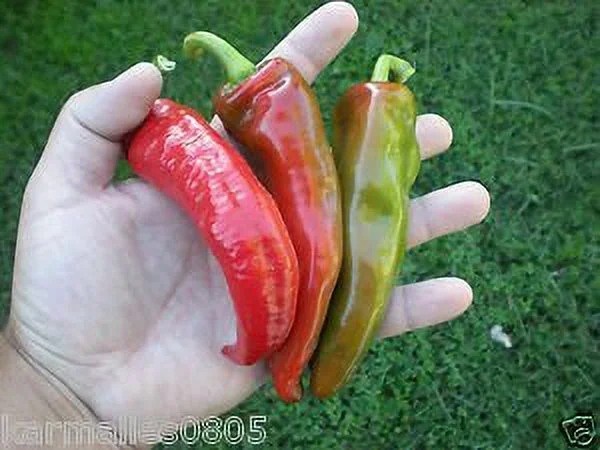 Clovers Garden Melrose Pepper- Non GMO Two (2) Live Plants – Not Seeds – in 3.5 Inch Pots