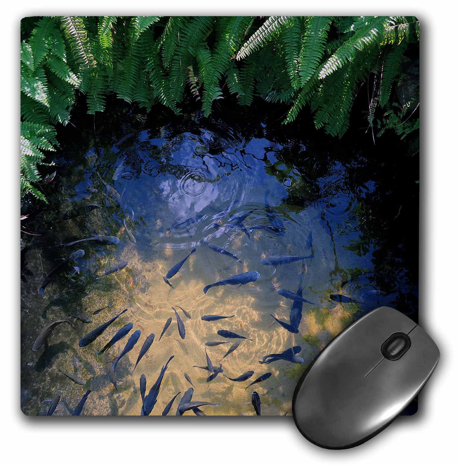 3dRose Photograph of black koi fish in a pond at the Butterfly Farm in Aruba. - Mouse Pad, 8 by 8-inch (mp_326830_1)