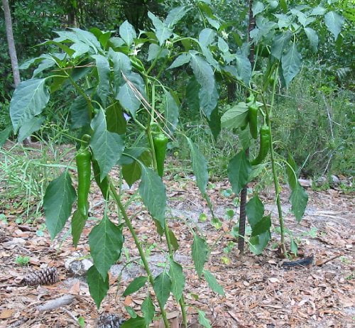 Clovers Garden Anaheim Pepper Plant- Two (2) Live Plants – Not Seeds – in 3.5 Inch Pots