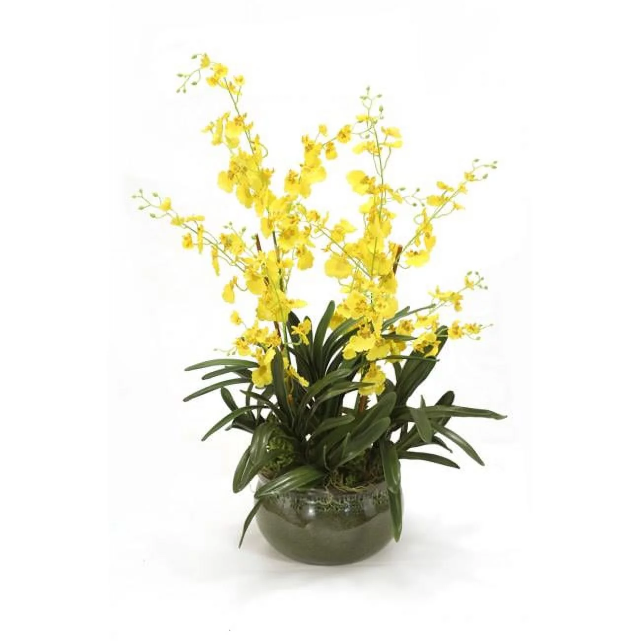 Disttive Designs 3072 Unisex Yellow Oncidium Orchid Mixed with Succulents in Green Garden Pot