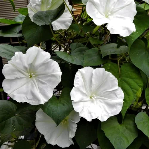 Park Seed Moonflower Vine Seeds, Non-GMO Heirloom Seeds, Tall Annual Great for Cut Flowers, Pack of 25 Seeds