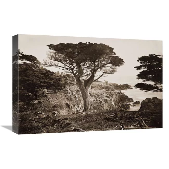 22 in. Cypress Point, Monterey, California, about 1880s Art Print - Carleton Watkins
