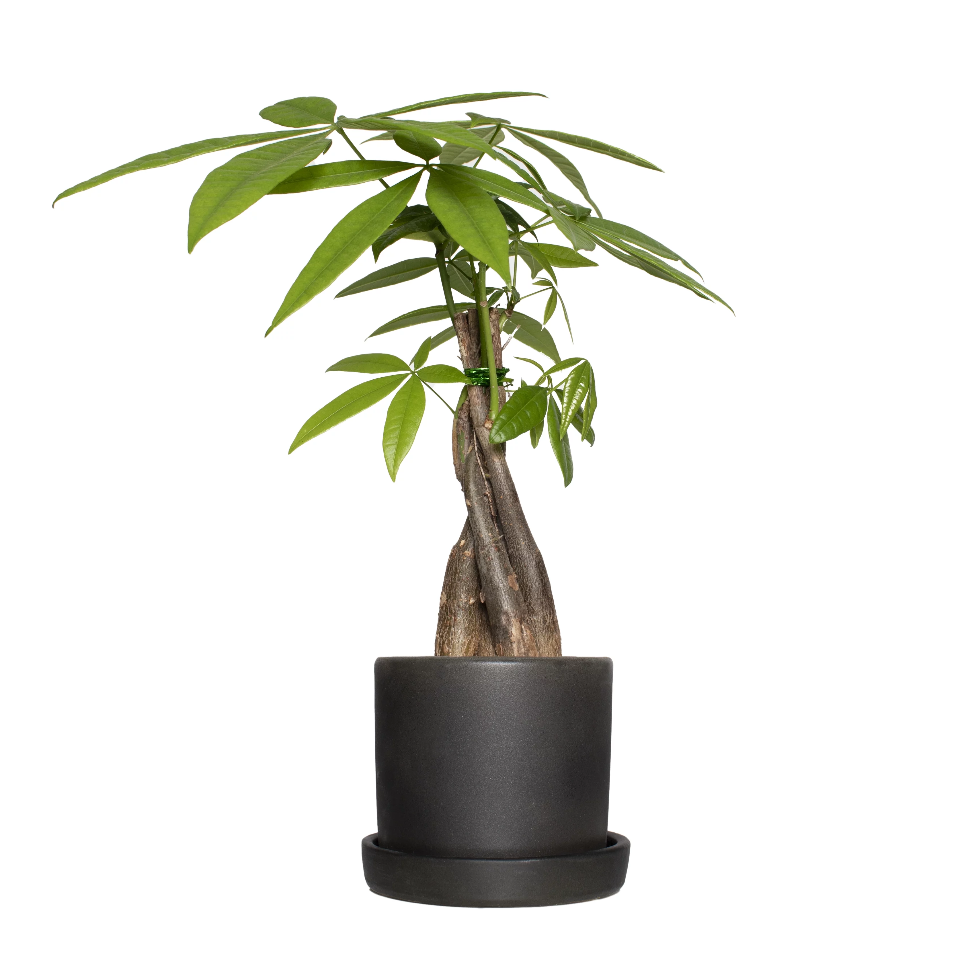 Plant with Purpose 5 in. Semi Matte Black Bryant Ceramic Container with Saucer - 1 Piece