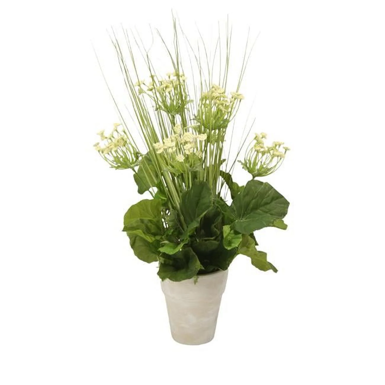 Unisex Queen Anne Lace with Grass in Clay Pot - White - Pack of 2