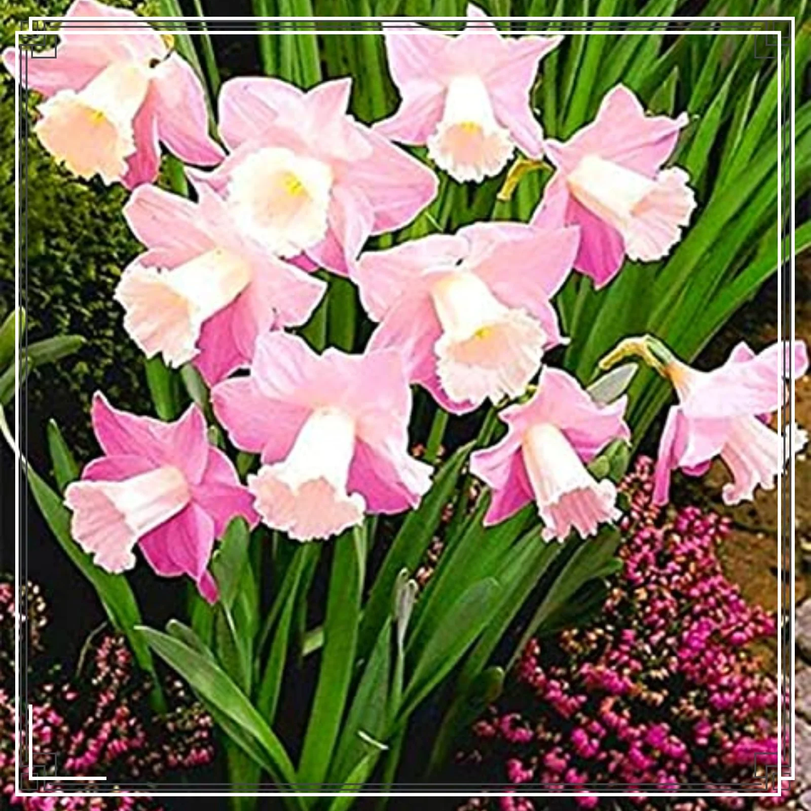 Narcissus Bulbs Daffodil Bulbs For Planting Outdoors Daffodil Bulbs Bulk Daffodil Bulbs For Planting Daffodil Plant Bonsai Plants