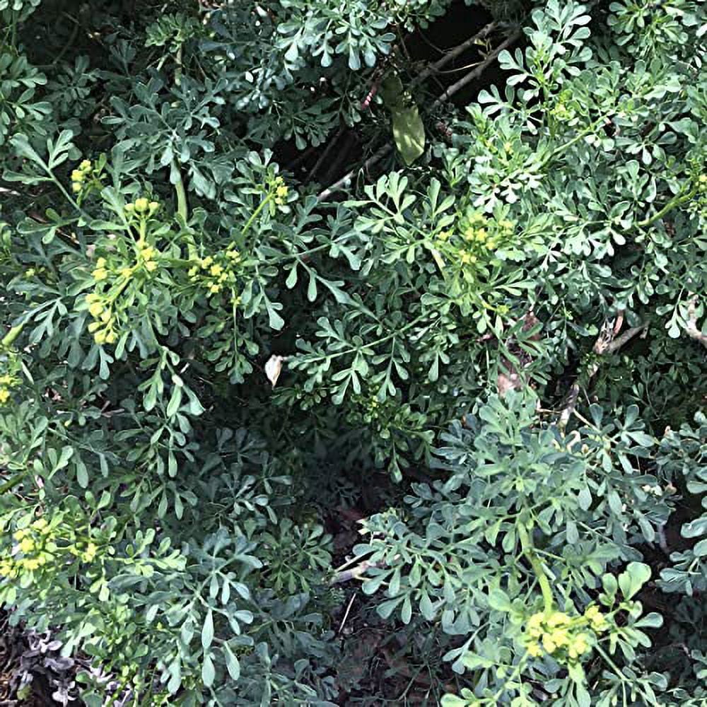 Rue Plant, (Ruta graveolens) 2.5-inch Pot