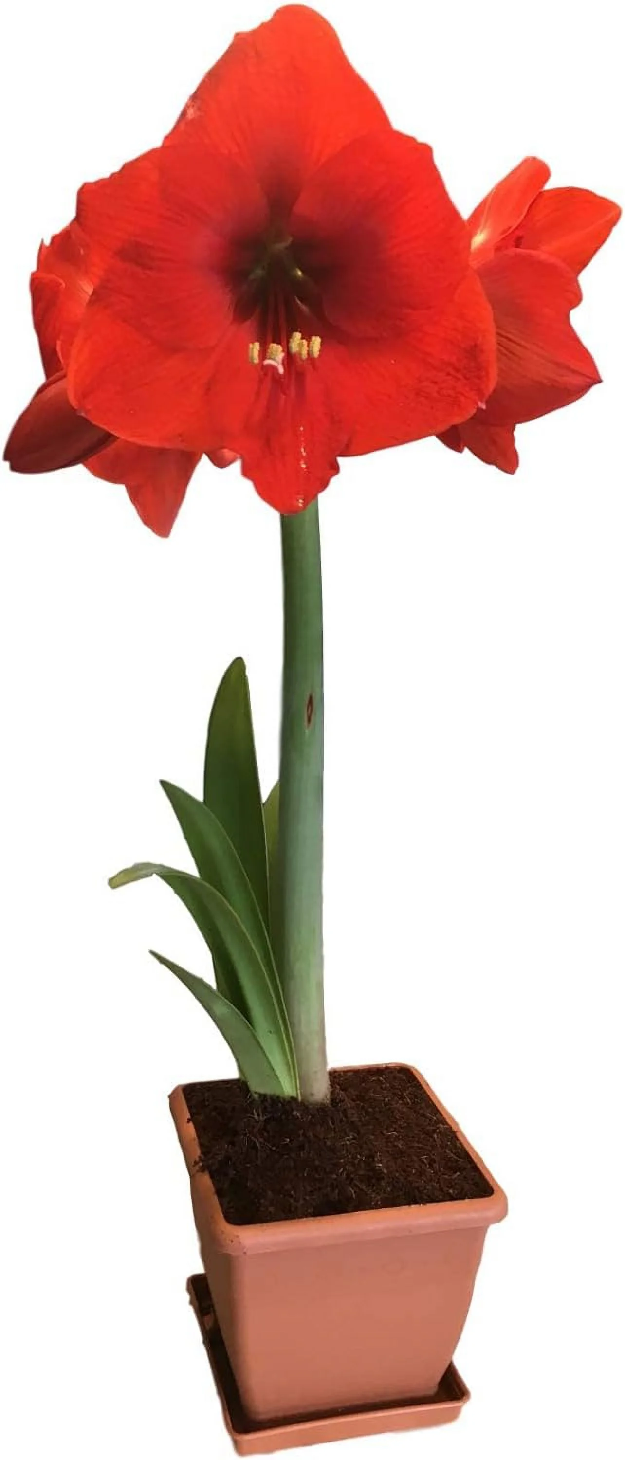 Red Lion Amaryllis Kit - Great Gift - Large Bulb, Pot and Potting Medium