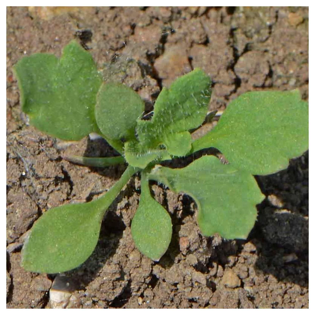 Everwilde Farms - 2000 Mixed Single Poppy Garden Flower Seeds - Gold Vault Jumbo Bulk Seed Packet