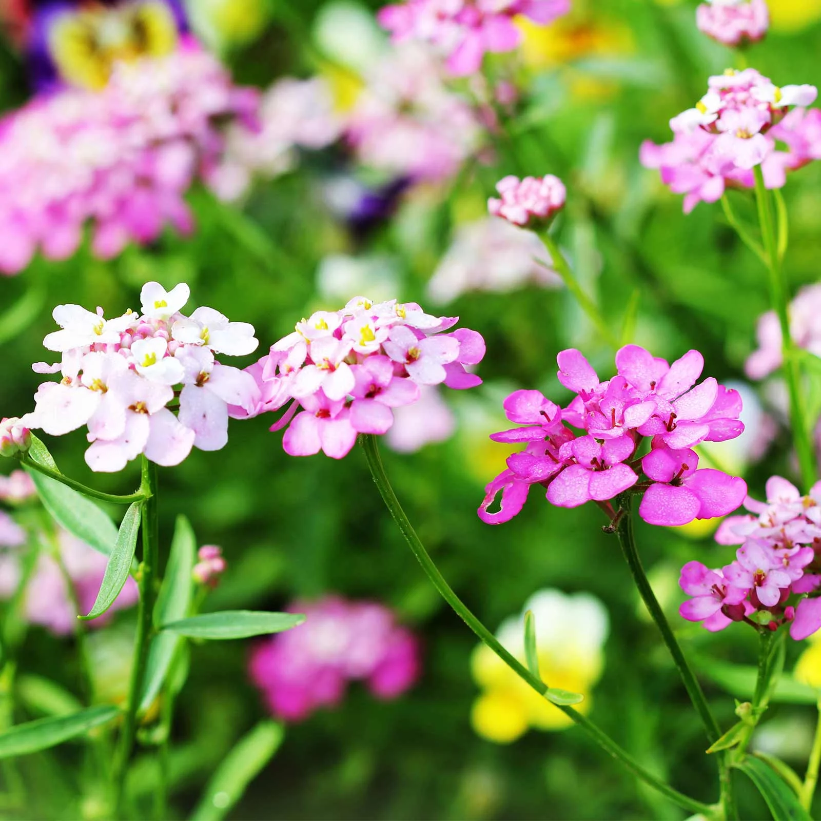 Candytuft Iberis Flower Garden Seeds - Empress Mixture - 1 Oz - Annual Flower Gardening Seeds - Iberis amara