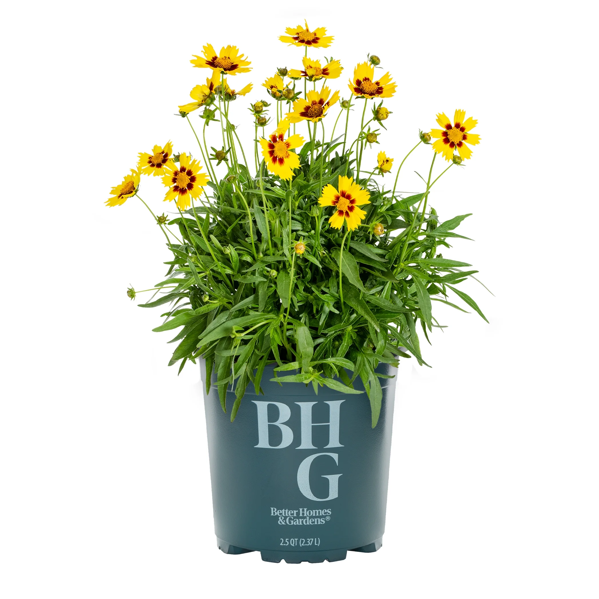 Better Homes & Gardens 2.5QT Orange Coreopsis Lil Bang Daybreak Live Plants with Grower Pot