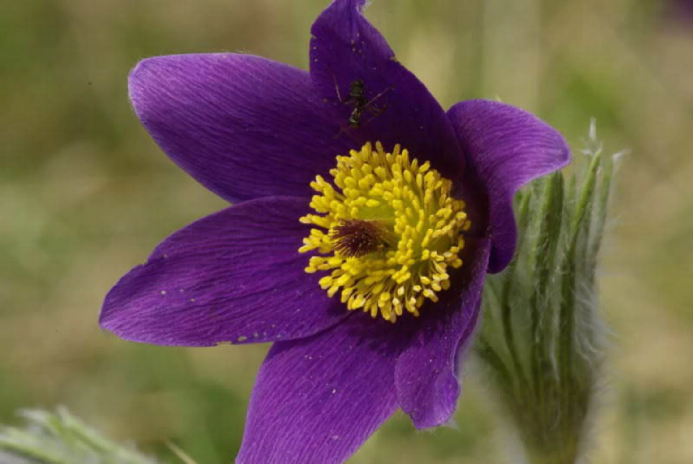 25 VIOLET ANEMONE Pulsatilla Vulgaris Purple PASQUE Flower Seeds