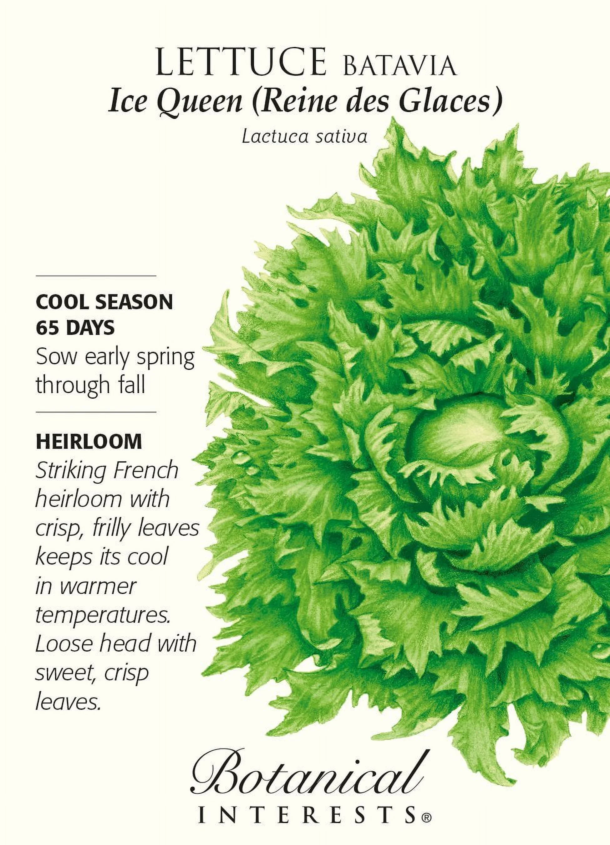 Ice Queen (Reine des Glaces) Batavia Lettuce Seeds - 1 gram