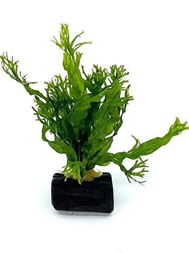 Mini Java Fern Windelov on Driftwood (2-3 Inches)