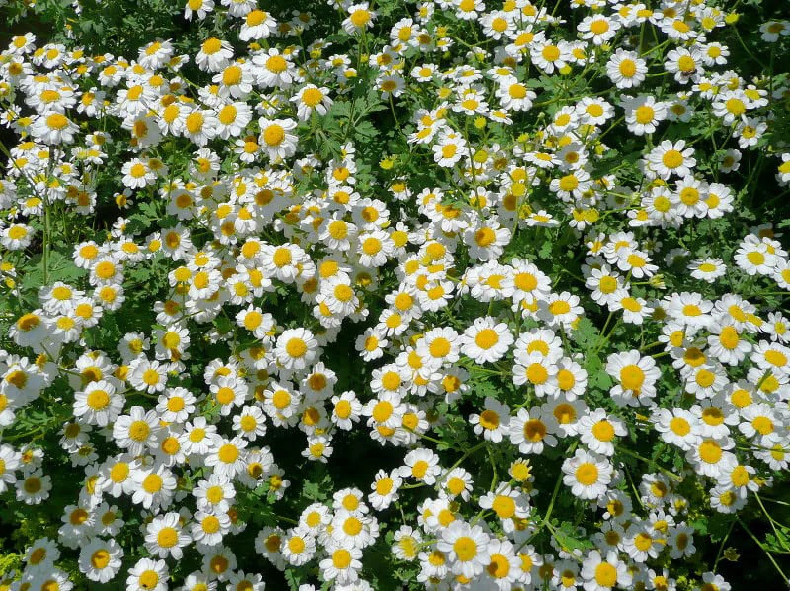 Pyrethrum Daisy 50 Seeds (Chrysanthemum - Tanacetum cinerariifolium) Heirloom - Open Pollinated - Non-GMO - Untreated Seed