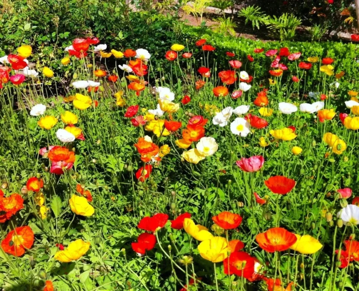 1000 MIXED Col CALIFORNIA POPPY Eschscholzia Californica Flower Seeds