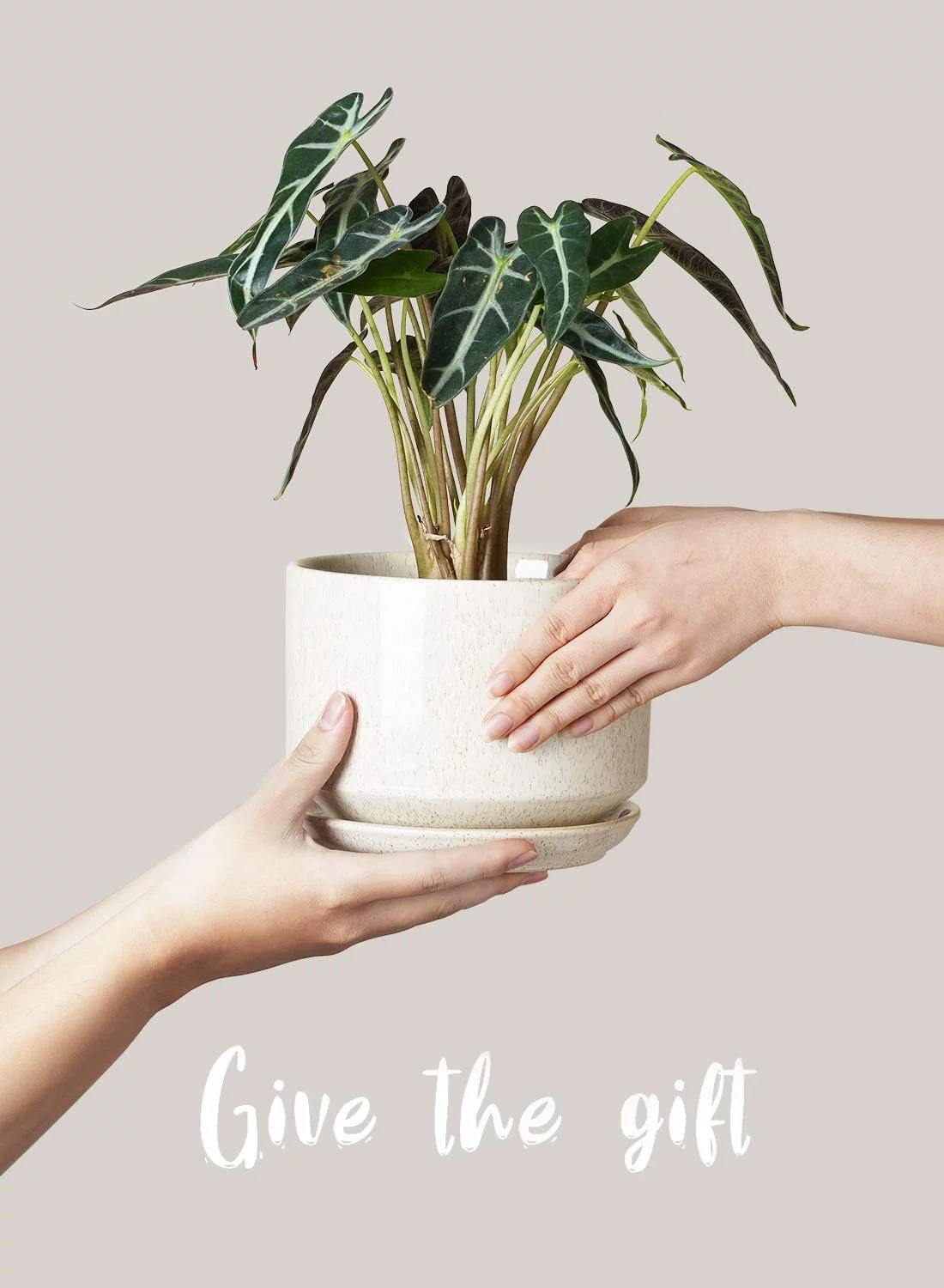 LE TAUCI 4.3+5.3+6.8 Inch Ceramic Plant Pots with Drainage Hole and Saucer, Set of 3, Reactive Glaze Beige