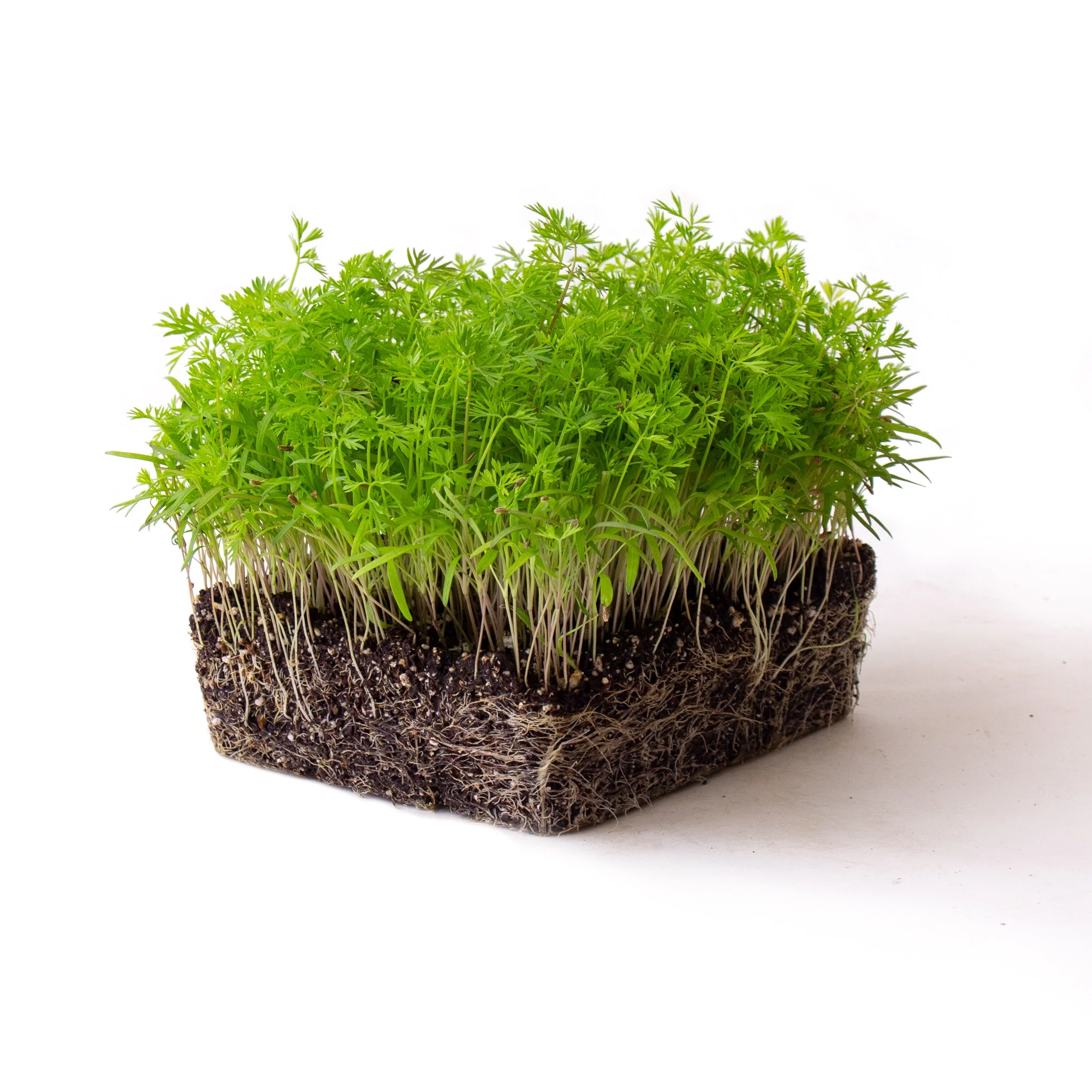 Carrot Microgreens Seeds - 4 Oz - Non-GMO Micro Greens Seeds - High Germination - Premium Seed