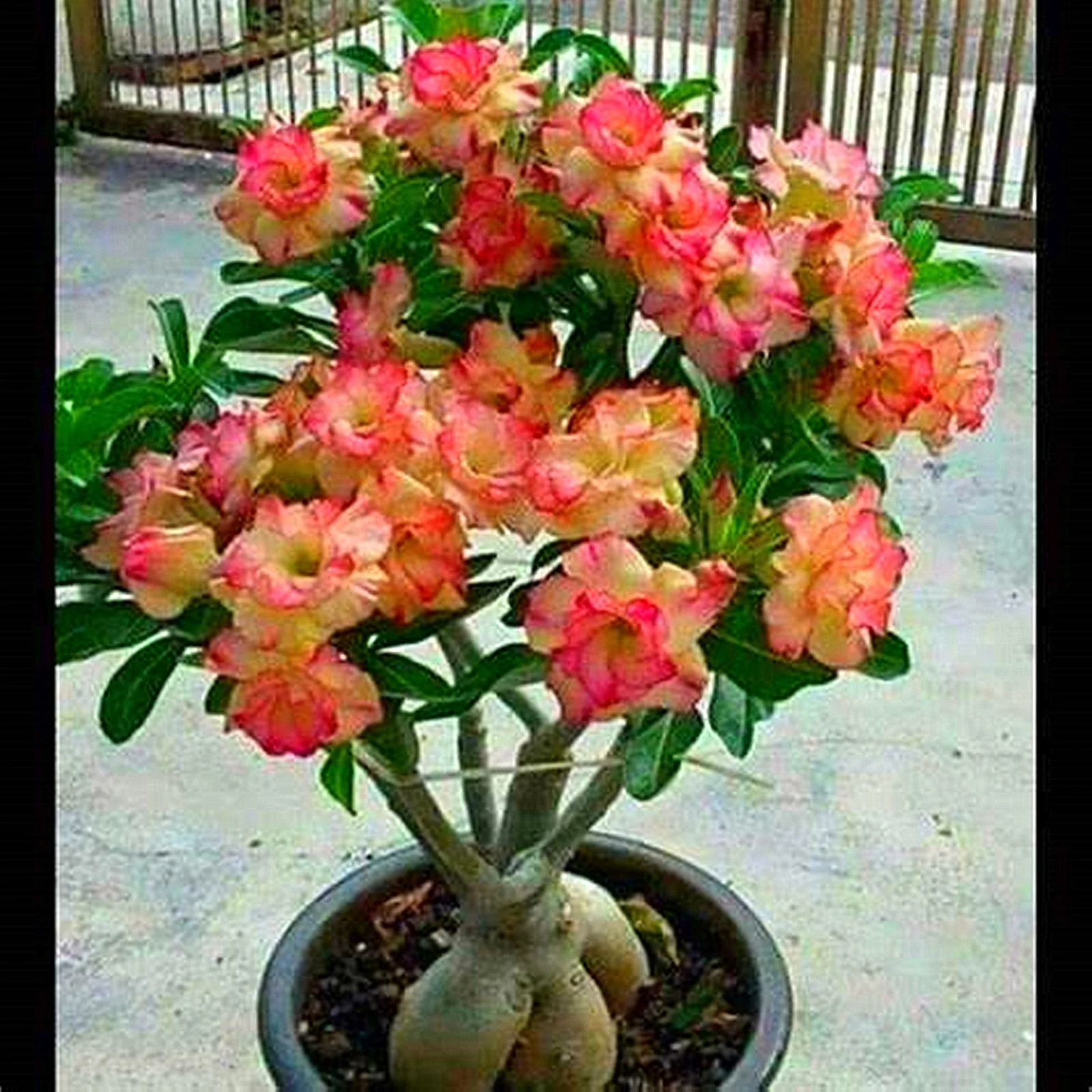 Desert Rose Bulbs, Beautiful Trees, Potted Balcony,Blooming,Potted Plant Outdoor,Blooming Continuously, Drought Tolerant,Desert Rose Bulbs For Sale