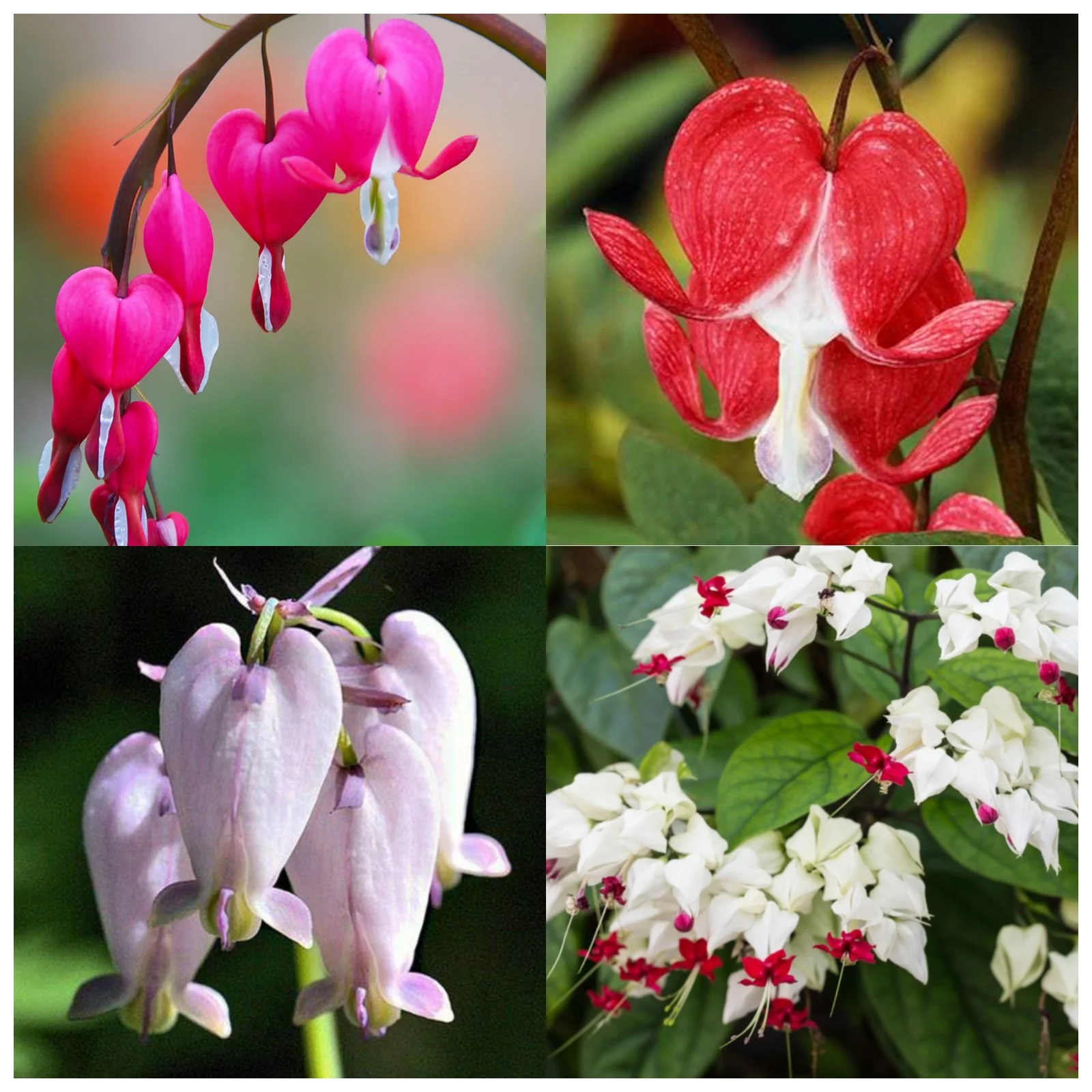 Bleeding Hearts Bulbs For Planting,Bleeding Hearts Plants,Bleeding Hearts Flowers,Beautify Environment,Dicentra Spectabilis Bleeding Heart,Bleeding Hearts Bulbs For Sale.