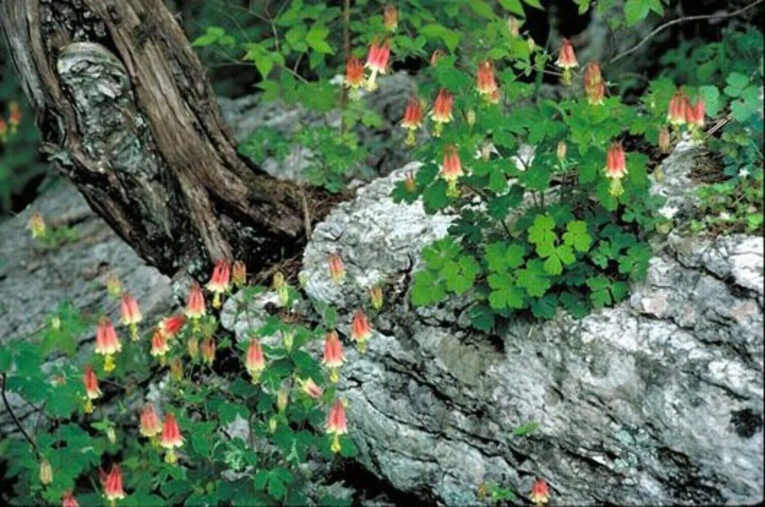 100 WILD/ CANADIAN COLUMBINE Aquilegia Canadensis Flower Seeds