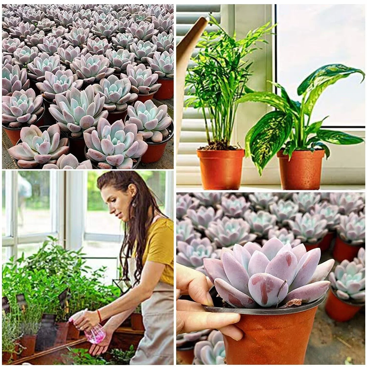 100x Garden Nursery Plastic Pots Flower Plant Container Seed With Label＆Fly Trap