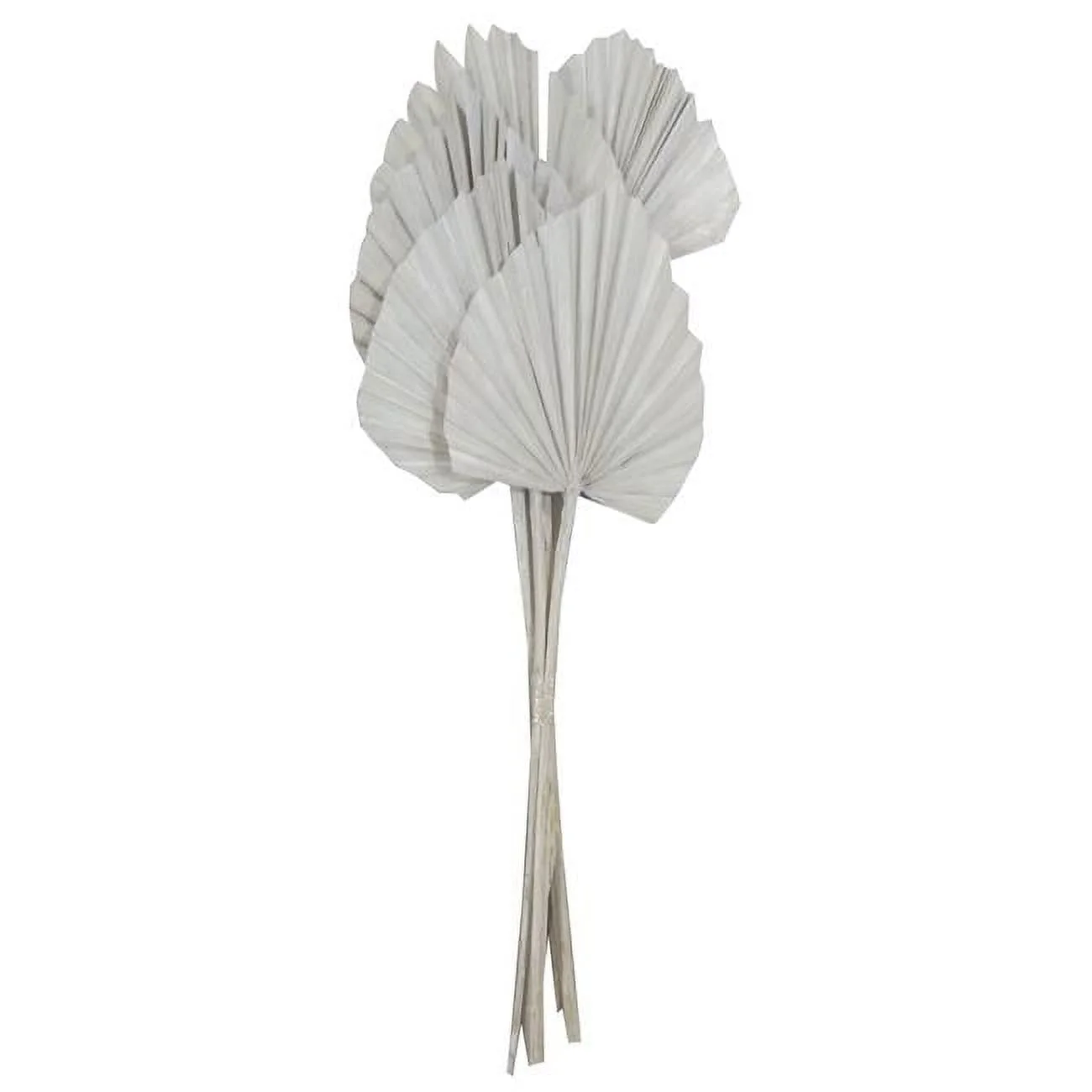 21 in. King Palm Spear Tree, White Wash - 10