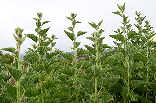 Marshmallow Seeds - Pack of 50, Certified Organic, Non-GMO, Open Pollinated, Untreated Herb Seeds for Planting - from USA