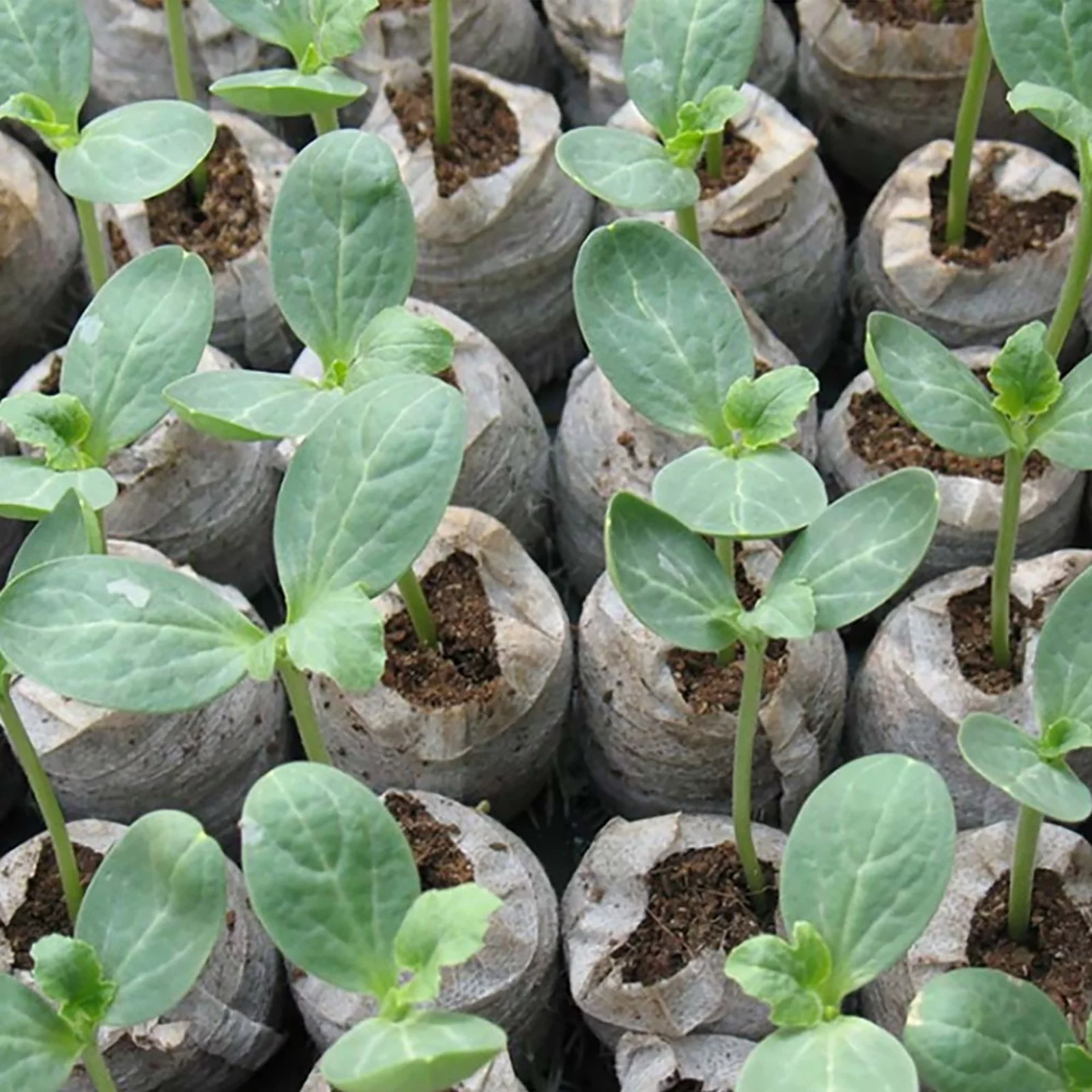 LLQkigsxse Garden Irrigation Hose Pellets Starting Plugs Pallet Seedling So il Block Easy to Operate Mens Birthday Gift Ideas