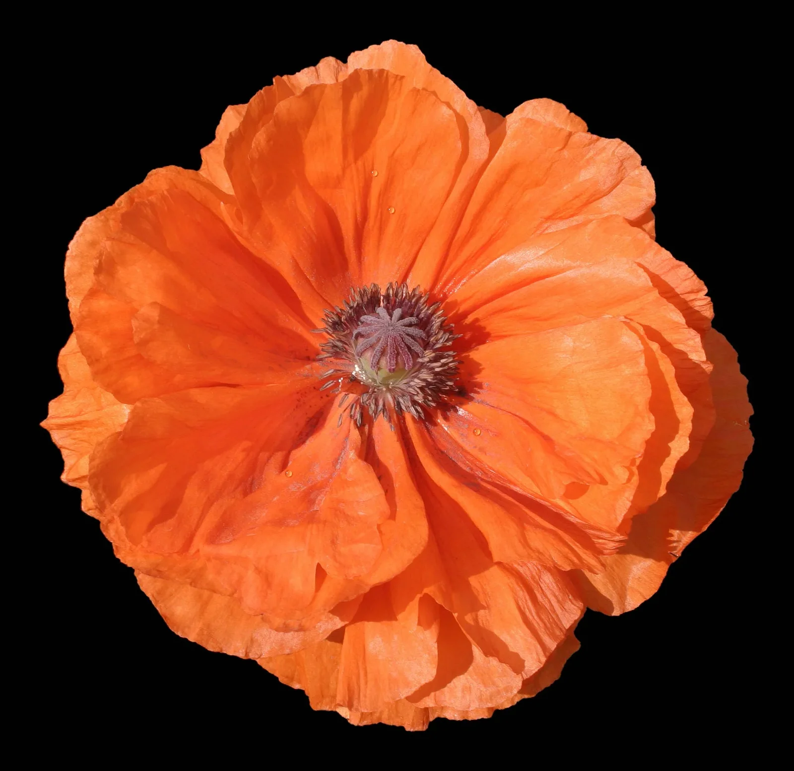 1000 Mixed Col DOUBLE SHIRLEY POPPY Papaver Rhoeas Flower Seeds