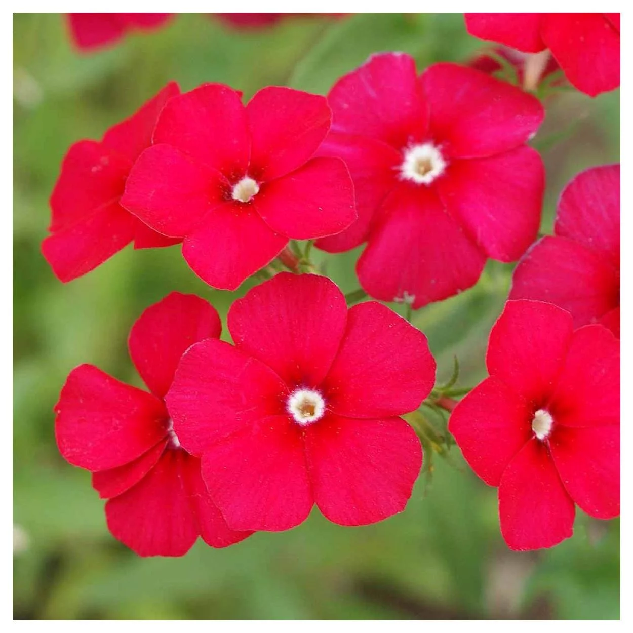 Everwilde Farms - 1/4 lb Red Drummond Phlox Native Wildflower Seeds - Gold Vault Bulk Seed Packet