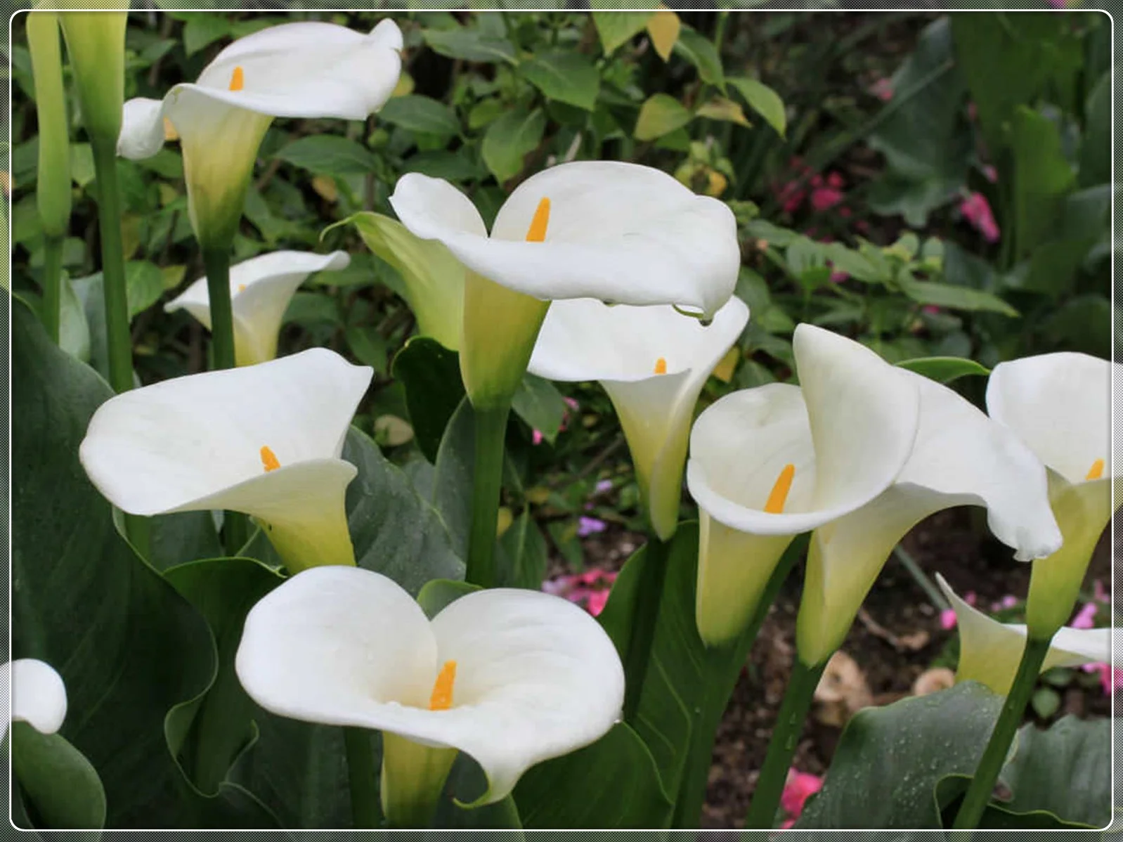 Calla Lily Bulbs, Bulb Flowers,Calla Lily Bulbs Giant,Calla Lily Plant Perinial,Calla Lily Plants,Calla Lily Bulbs Giant,Calla Lily Bulbs For Sale