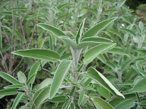 Sage (Salvia Officinalis) Great Garden Heirloom Herb 1,000 Seeds BULK Wholesale