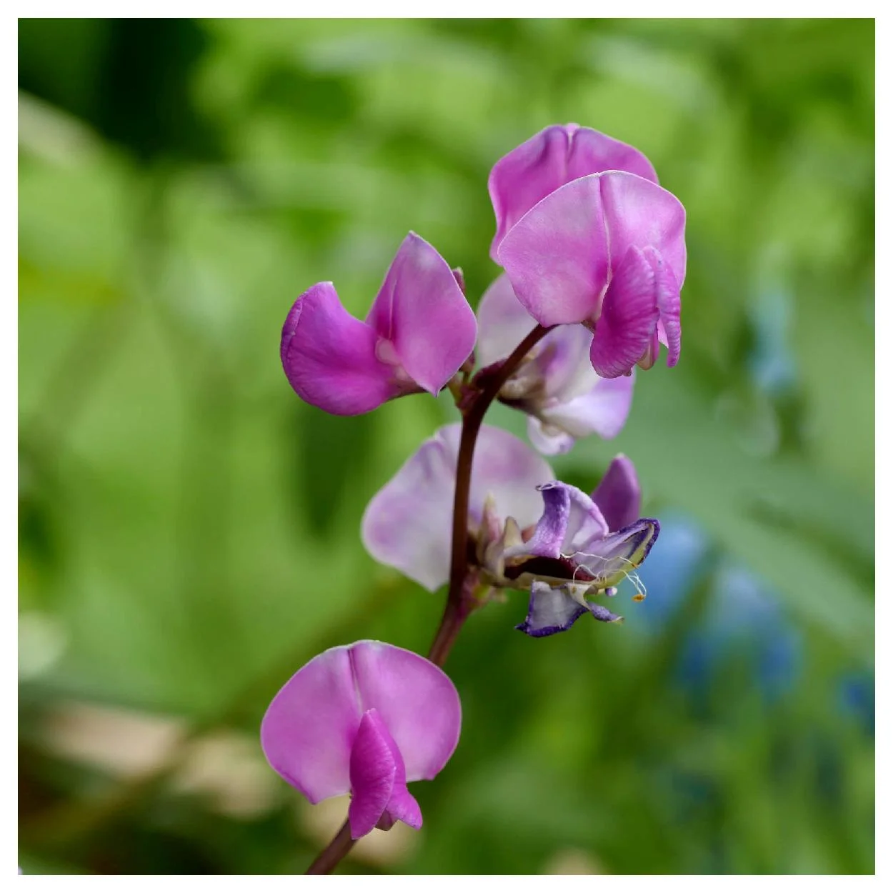 Everwilde Farms - 10 Purple Moonshadow Garden Flower Seeds - Gold Vault Jumbo Bulk Seed Packet