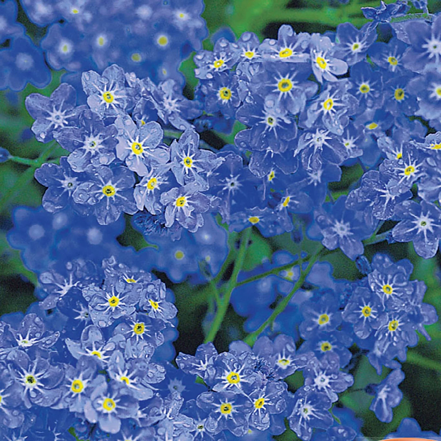 American Seed 1G Four O'Clock Annual Flower Seeds Full Sun