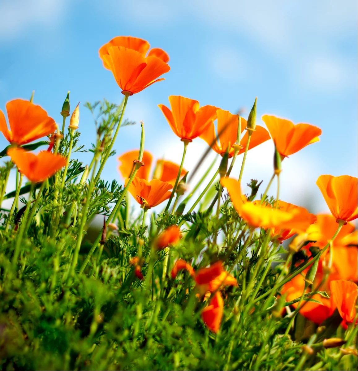 Earthcare Seeds - California Poppy 700 Seeds (Eschscholzia Californica) Heirloom - Open Pollinated Perennial