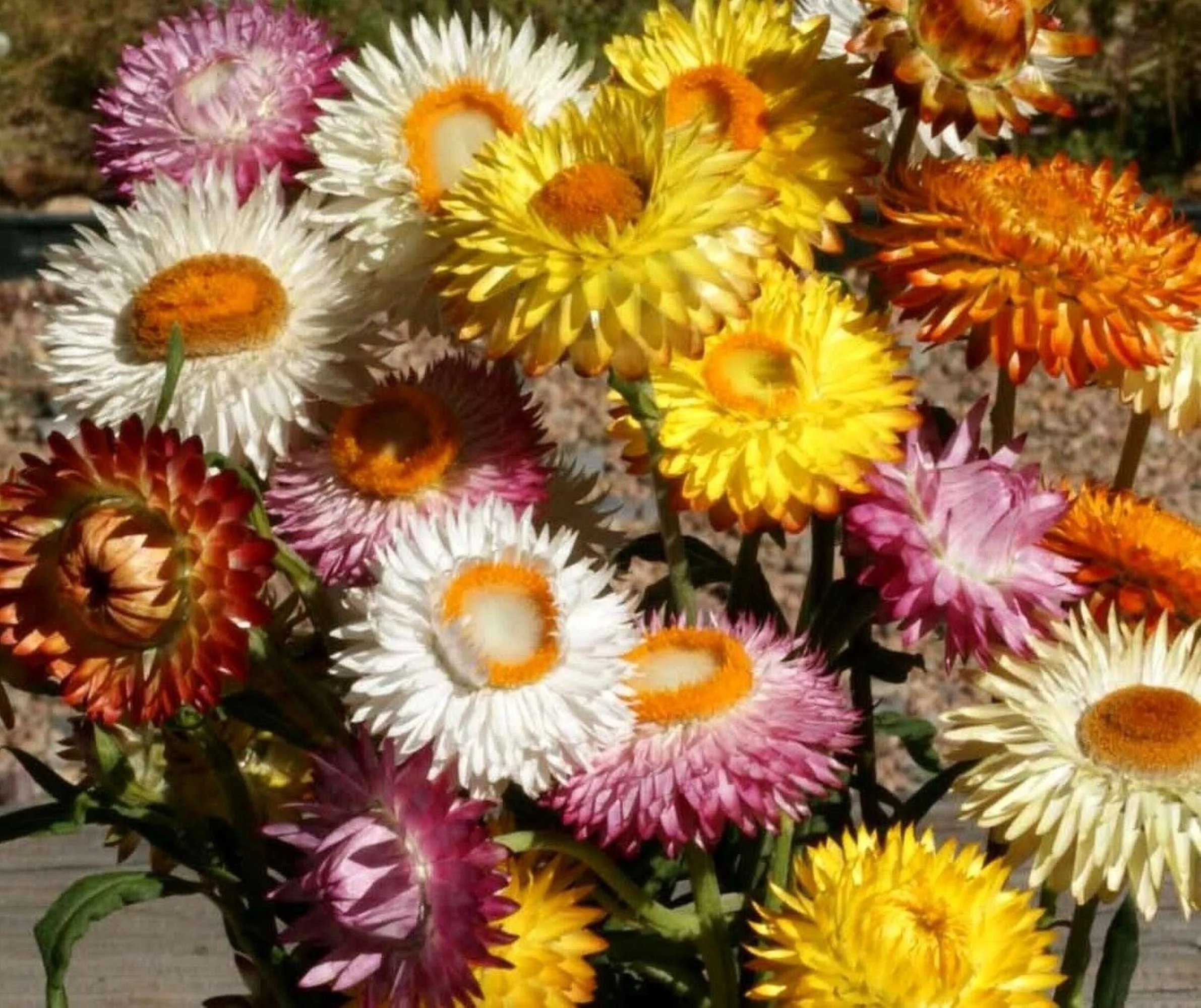 Tall Strawflower Seeds/ Annual/ Full Sun/ 7800 Seeds,1/4 oz/ Zellajake Farm and Garden - B118
